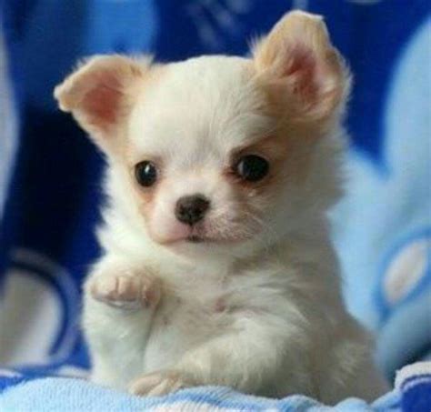 Hiwhat A Cutie I Want Teacup Chihuahua Chihuahua Puppies