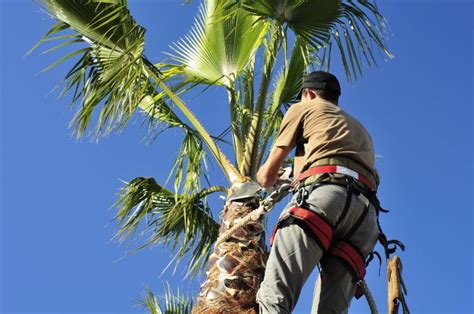 Lisateavet artistree landscape maintenance & design kohta leiate veebisaidilt. Southwest Florida Palms: Keep Those Fronds On! - ArtisTree ...