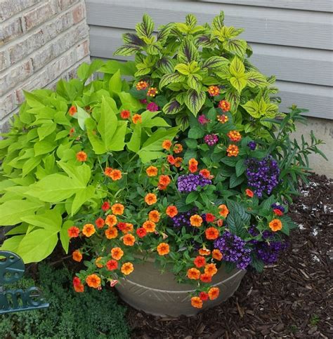 Container Gardening Combinations
