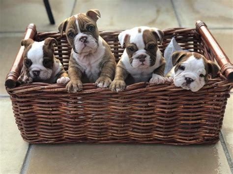 These litters are registered by the obba, you. Olde English Bulldogge - The Bulldog Addict