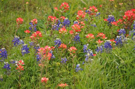 One day i'll make it to texas in wildflower season. Indian paintbrush & Texas Bluebonnets...the road to ...