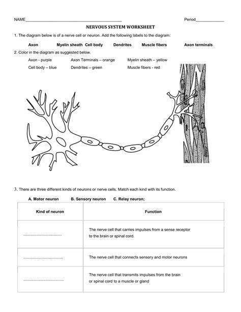 Worksheet The Nervous System Worksheet Grass Fedjp Worksheet Study Site