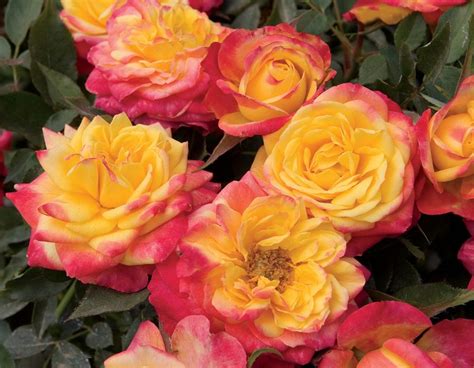 Sunblaze Rainbow Star Roses And Plants