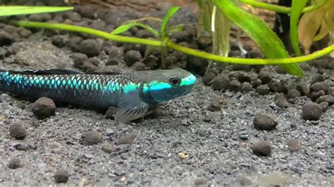 Blue Neon Goby Youtube