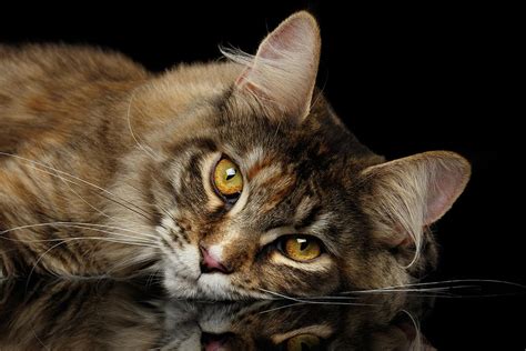 Maine Coon Cat Lying Looks Cute Isolated On Black Background