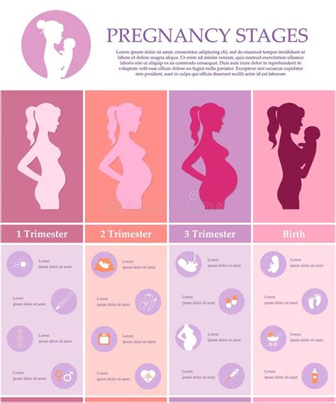 Woman Pregnancy Stages Isolated On White Vector Hot Sex Picture