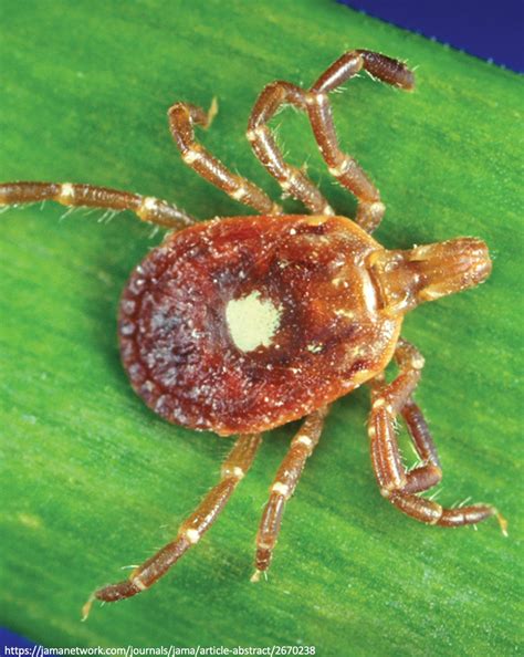 1🧵 Ever Wonder Why Tick Bites Can Lead To A Red Meat Allergy