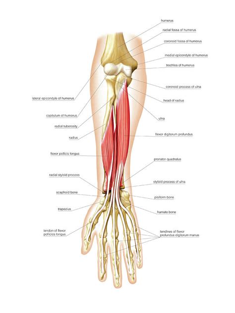 Anterior Muscles Of Forearm Photograph By Asklepios Medical Atlas The