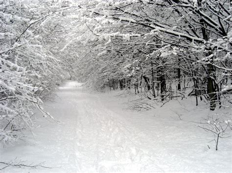 Snowy Path Stock Photo Image Of Winter Forest Landscape 10319228