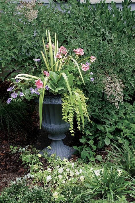 Sow seeds or plants in early spring in zones 3 to 10. Jackie J. Smallwood: Year Round Flowering Plants Indoor ...