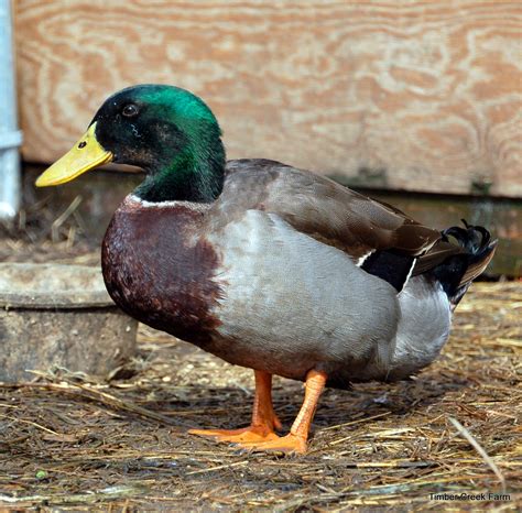 The film deals with the. Free Range Ducks Pros and Cons - Timber Creek Farm