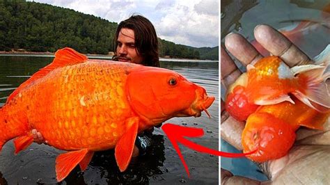 The Incredible Story Of The Goldfish Hybrid That Weighs As Much As A Ten Year Old Video