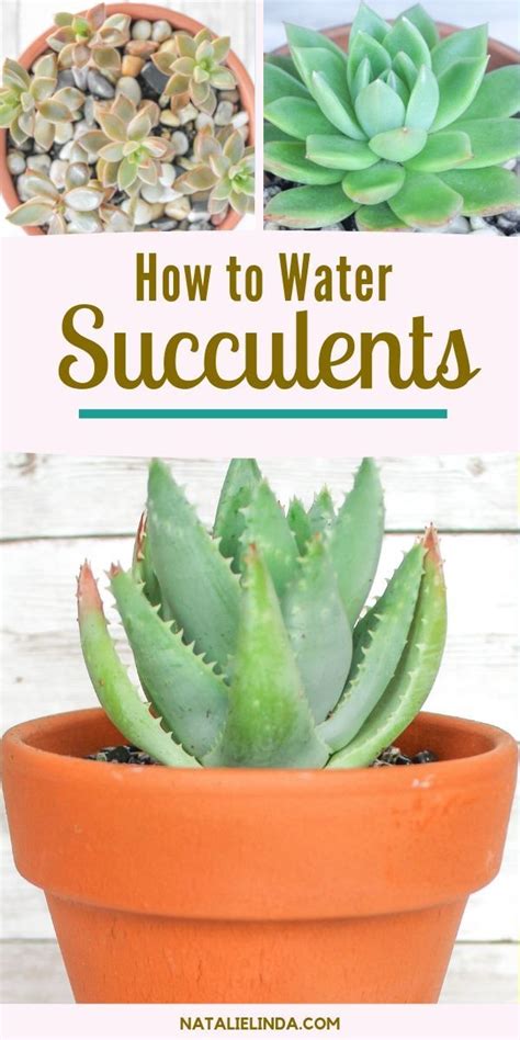 How To Water Succulents The Right Way Natalie Linda How To Water