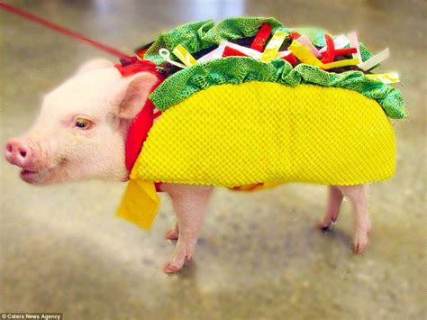 Baby Pigs In Costumes