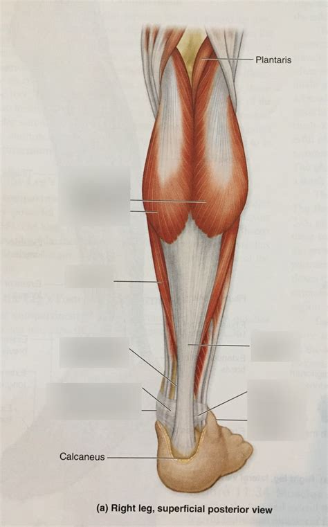Muscles Posterior Leg Diagram Quizlet