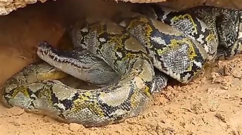 Anaconda Vs Crocodile Fight Who Well Win Animal Life Youtube