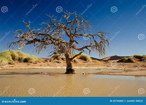 Tree Inside Water In Desert Landscape Of Namib Stock Photo Image Of Sossusvlei Travel 43746860