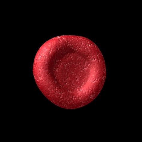 Red Blood Cell Free 3d Model Cgtrader