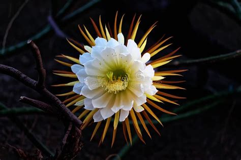 Cactus Queen Of The Night Night Blooming Cereus Latin Name