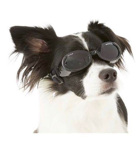Protect Your Pups Eyes Through The Seasons With The Doggles Ils Dog