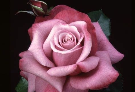 Barbra Streisand Hybrid Tea Roses Tea Roses Purple Roses