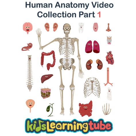 The Human Body Video Collection 1 Kids Learning Tube