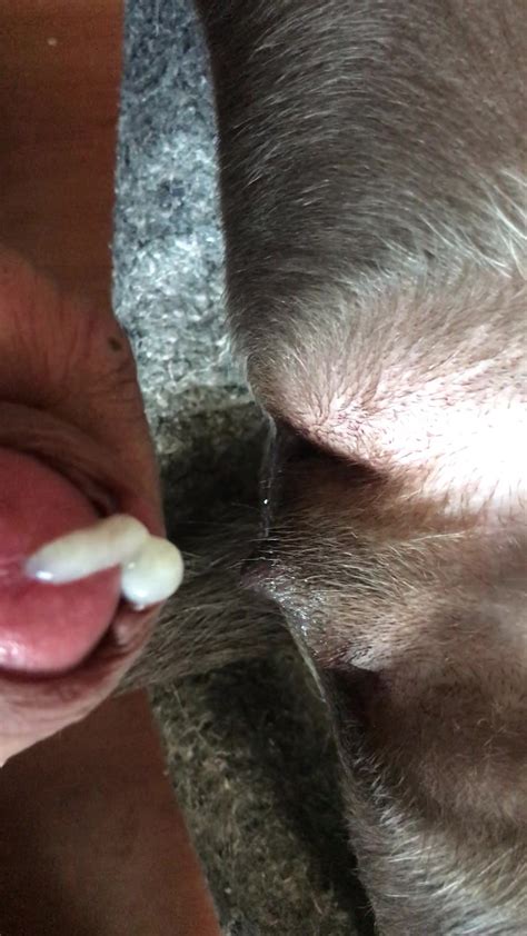 Man Cums Inside Beautiful Dog Pussy Zoo Tube 1