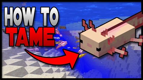 How To Tame An Axolotl In Minecraft 117 Youtube