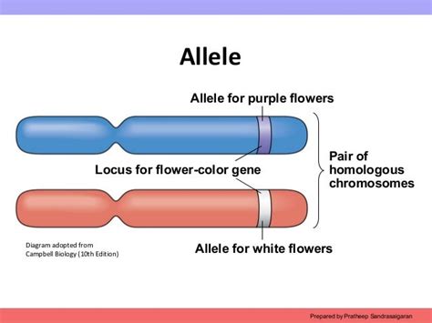 Example Of An Allele And Expample Of A Gene