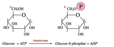 Atp molekülü en uçtaki fosfat grubunu hücredeki bir başka moleküle aktarabilir. Glyolyse light