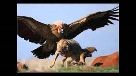 Biggest Animal Fight Eagle Vs Wolf Youtube