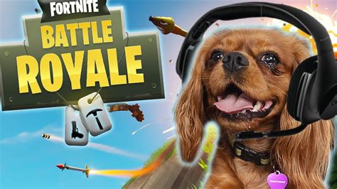 Dog Plays Fortnite Evie The Talking Dog Youtube