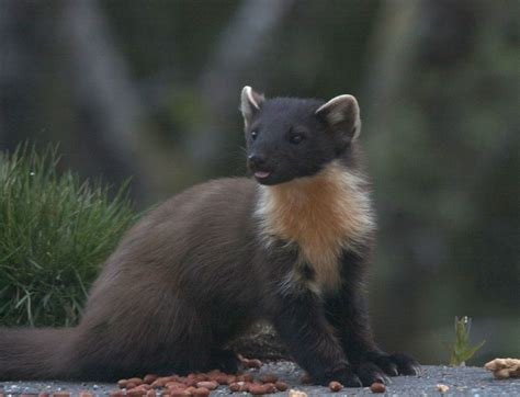 1,395+ scottish highland holiday cottages. Pine Marten in 2020 | Pine marten, Holiday cottage ...
