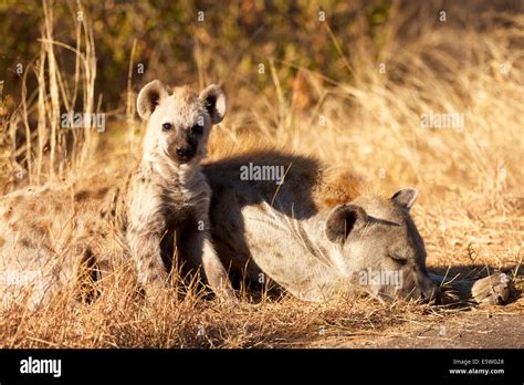 Young Spotted Hyena Crocuta Crocuta Beside Sleeping Mother Kruger