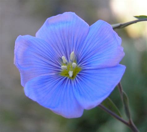 Perennial Blue Flax A Lovely Blue Flower When Planted In Mass Garden