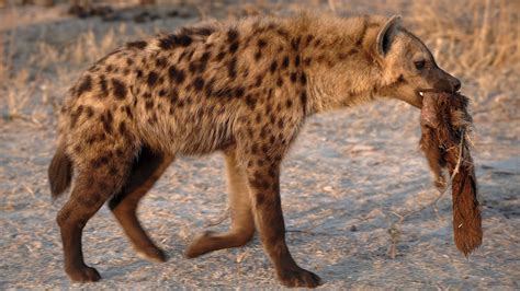Hyena Attacked 15 Year Old Crushes Skull And Loses Eye At The Kruger