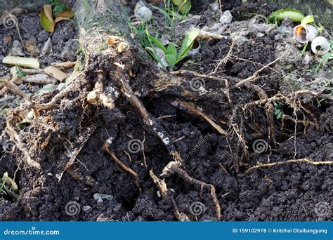 Lemon Tree Foot And Root Rot Which Fungus Is Causing The Problem Stock