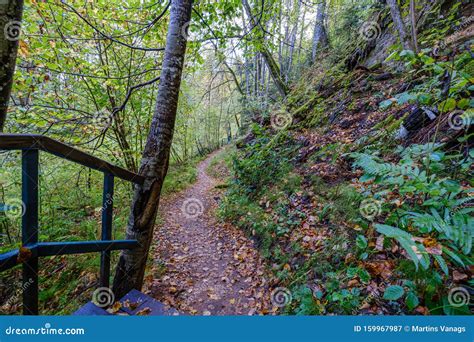 Wet Wooden Footpath In Green Forest Editorial Photography Image Of