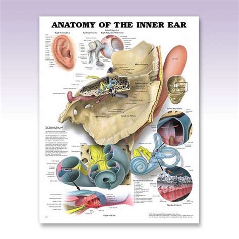 Otolaryngology Anatomy Of The Inner Ear Anatomy Poster For