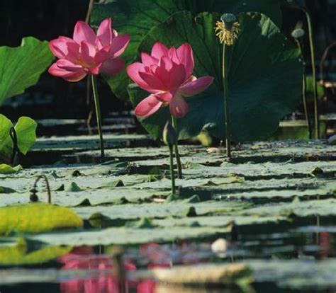 Bunga Seroja Lotus Yang Menawan
