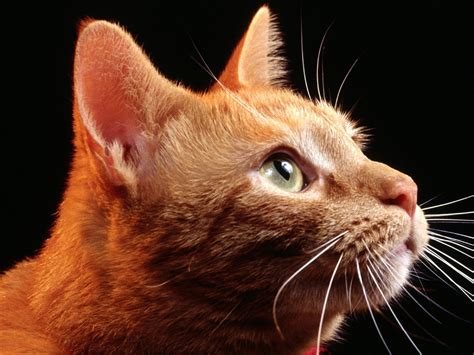 Wallpaper Cat Muzzle Profile Ears Cute 1600x1200 Wallup