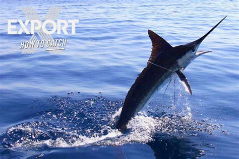 Striped Marlin The Fishing Website
