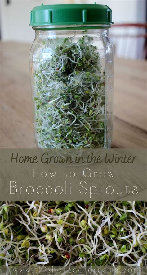 How To Grow Broccoli Sprouts In A Jar This House Of Dreams