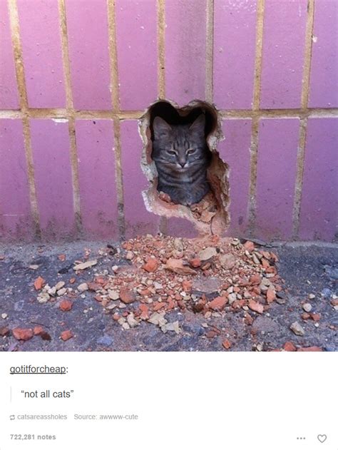 20+ Cat Posts On Tumblr That Are Impossible Not To Laugh At!