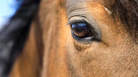 4 Common Eye Problems In Horses And How To Treat Them Horse And Hound