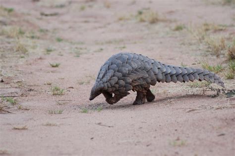 90.000 stichwörter und wendungen sowie 120.000 übersetzungen. Pangolin hunting skyrockets in Central Africa, driven by ...