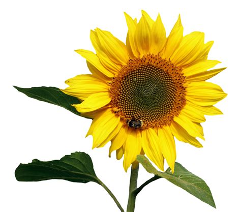 Sunflower Transparent Png Image Purepng Free