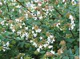 Pictures of Flowering Shrubs North Carolina