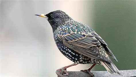 Starlings And Medium Sized Blackish Birds Celebrate Urban Birds