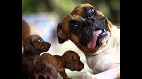 Puppies have strong bones, good features. Dogs101 Free Boxer Puppies - YouTube